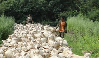 养羊50只一年赚多少钱