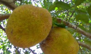 菠萝菠萝蜜在线播放3