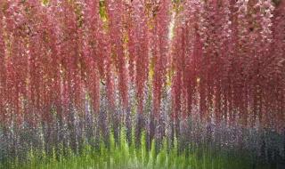 成都紫藤花墙如瀑布倾泻 成都紫藤花墙如瀑布倾泻